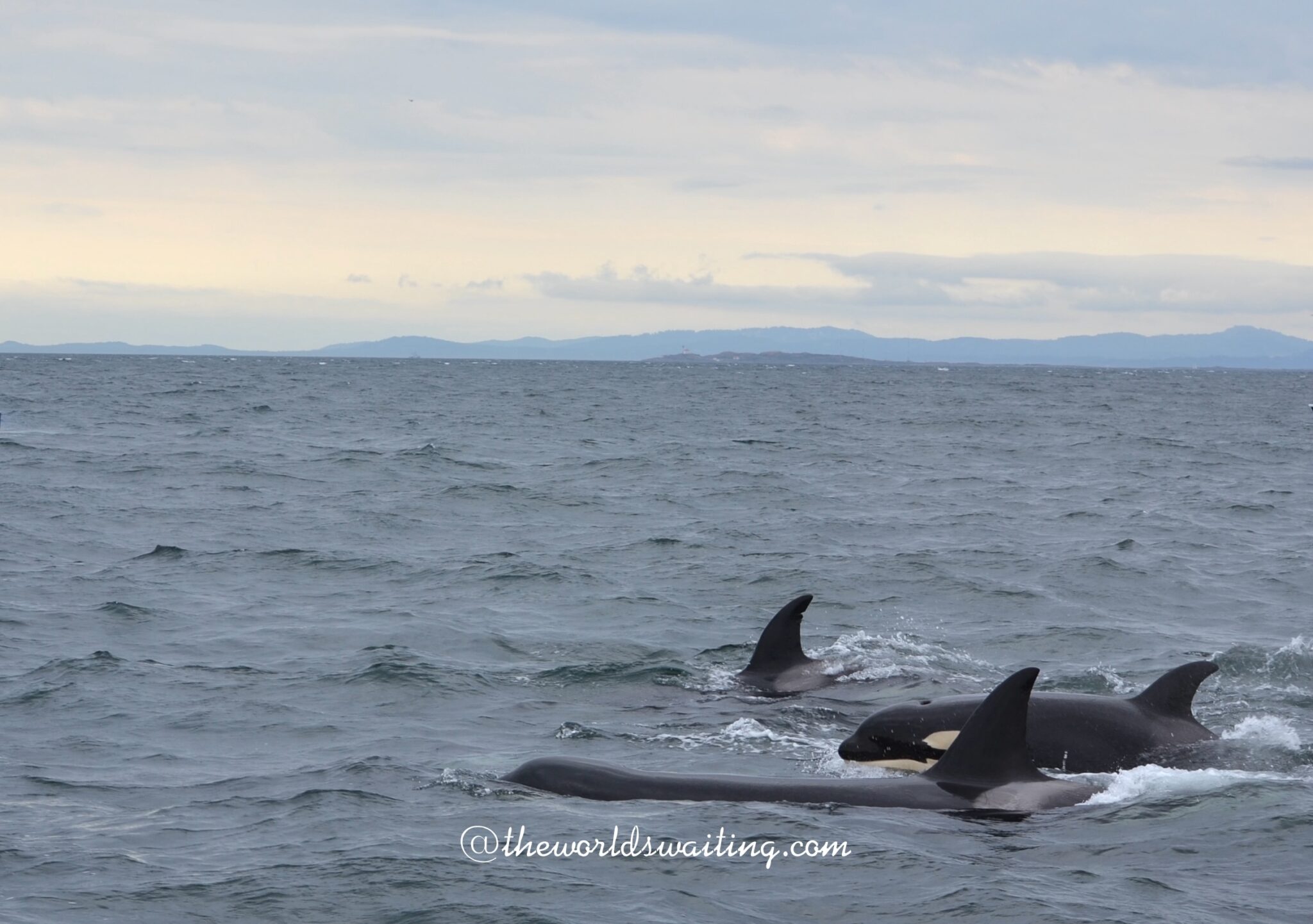 Whale watching in Vancouver – The World is Waiting